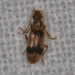 Notoxus desertus