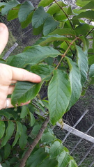 Spathodea campanulata