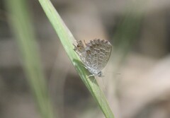 Theclinesthes serpentata
