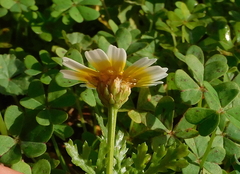 Glebionis coronaria