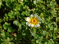 Glebionis coronaria