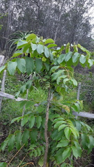 Spathodea campanulata