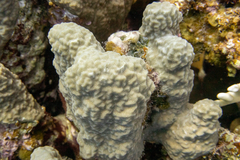 Porites rus