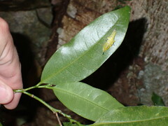 Endiandra compressa