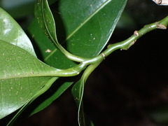 Endiandra compressa