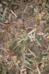 Lasiopetalum
