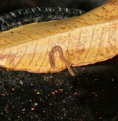 Geonemertes pelaensis