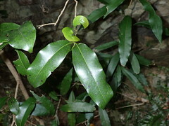 Endiandra compressa