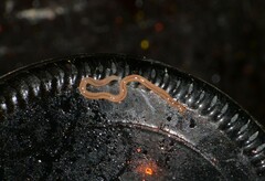 Geonemertes pelaensis
