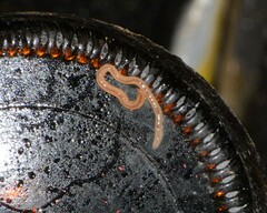 Geonemertes pelaensis