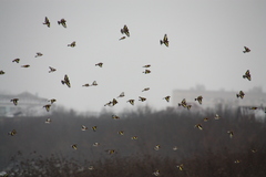 Carduelis carduelis