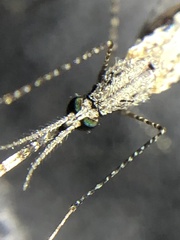 Anopheles annulipes