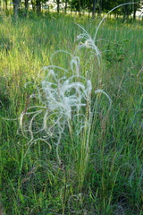 Stipa