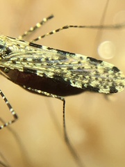Anopheles annulipes