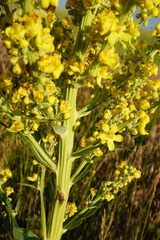 Verbascum lychnitis