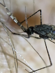 Anopheles annulipes