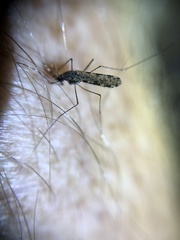 Anopheles annulipes