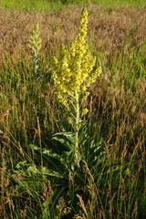 Verbascum lychnitis