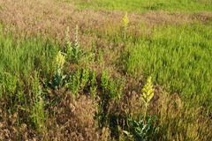 Verbascum lychnitis