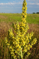Verbascum lychnitis