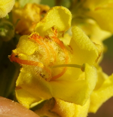 Verbascum lychnitis