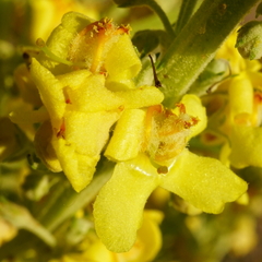 Verbascum lychnitis