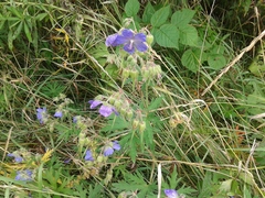 Geranium sergievskajae