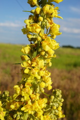 Verbascum lychnitis