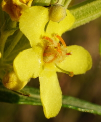 Verbascum lychnitis