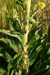Verbascum lychnitis