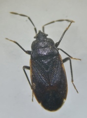 Drymus ryeii