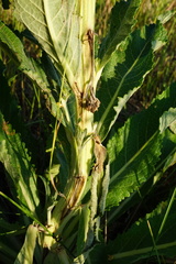 Verbascum lychnitis