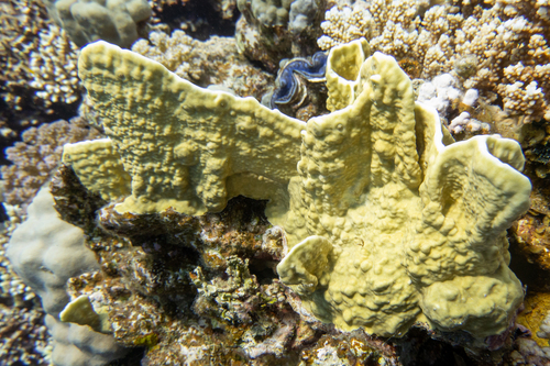 Plate Fire Coral