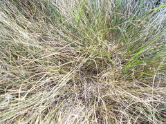 Eragrostis pectinacea