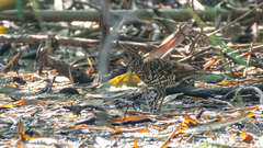 Zoothera aurea