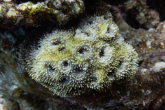 Acanthastrea