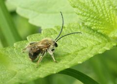 Eucera