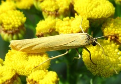 Eilema lutarella
