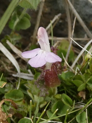 Pedicularis sylvatica