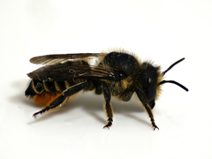 Megachile centuncularis