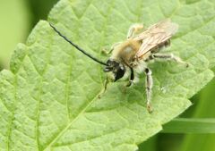 Eucera
