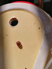 Conchyloctenia punctata