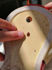 Conchyloctenia punctata