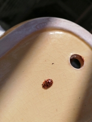 Conchyloctenia punctata