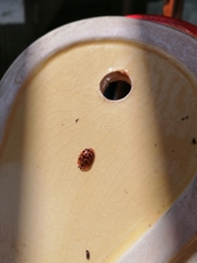 Conchyloctenia punctata