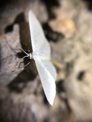 Poecilasthena pulchraria