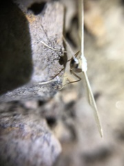 Poecilasthena pulchraria