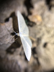 Poecilasthena pulchraria