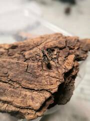 Sphedanolestes impressicollis