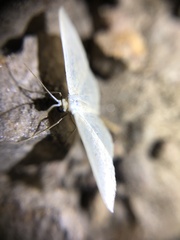 Poecilasthena pulchraria